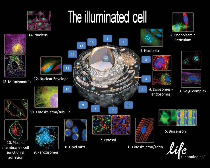Illuminated Cell Diagram