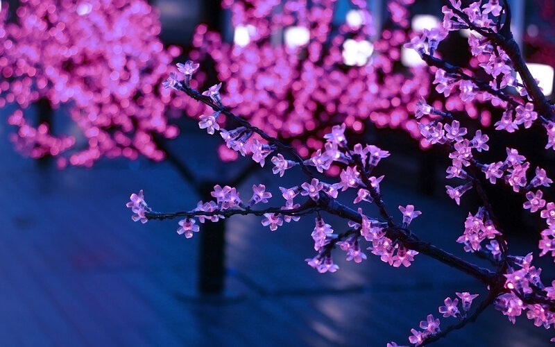 Illuminated Cherry Blossom Branches
