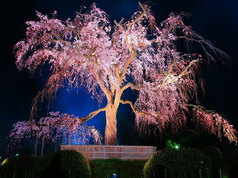 Illuminated cherry blossom tree
