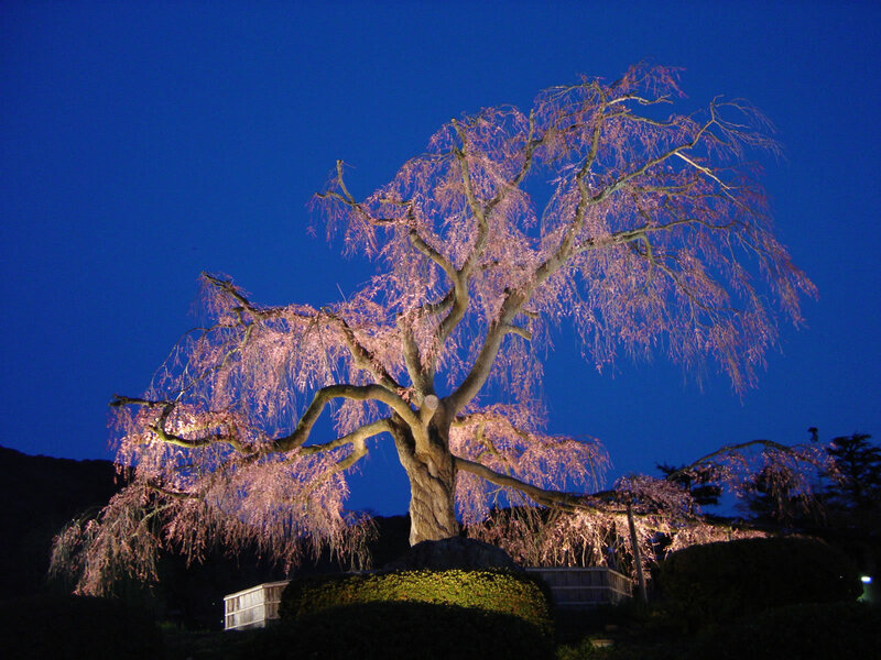 Illuminated cherry blossom tree