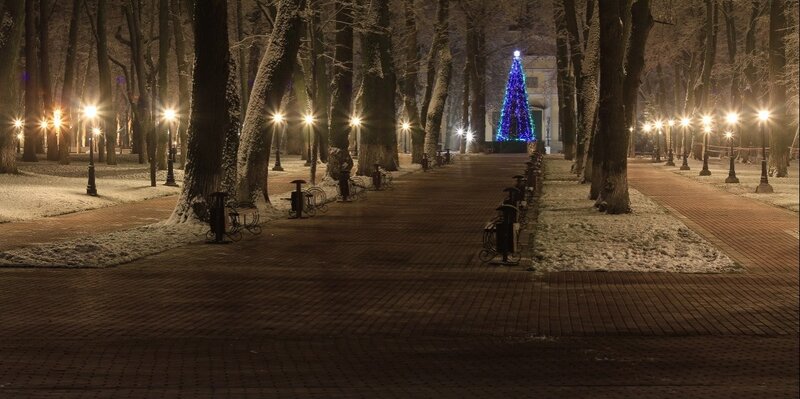 Illuminated Christmas Tree — Blue, Serene, Night, Photograph, Trees
