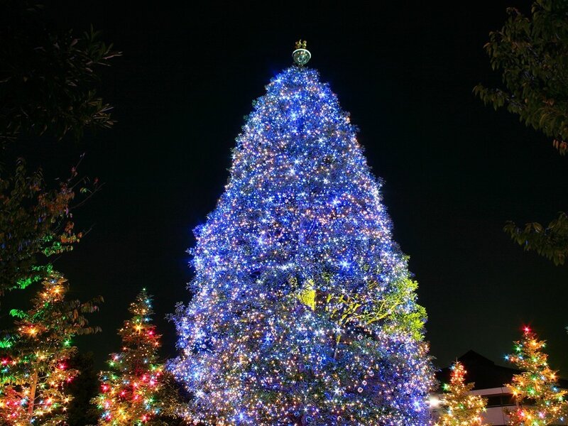 illuminated christmas tree display