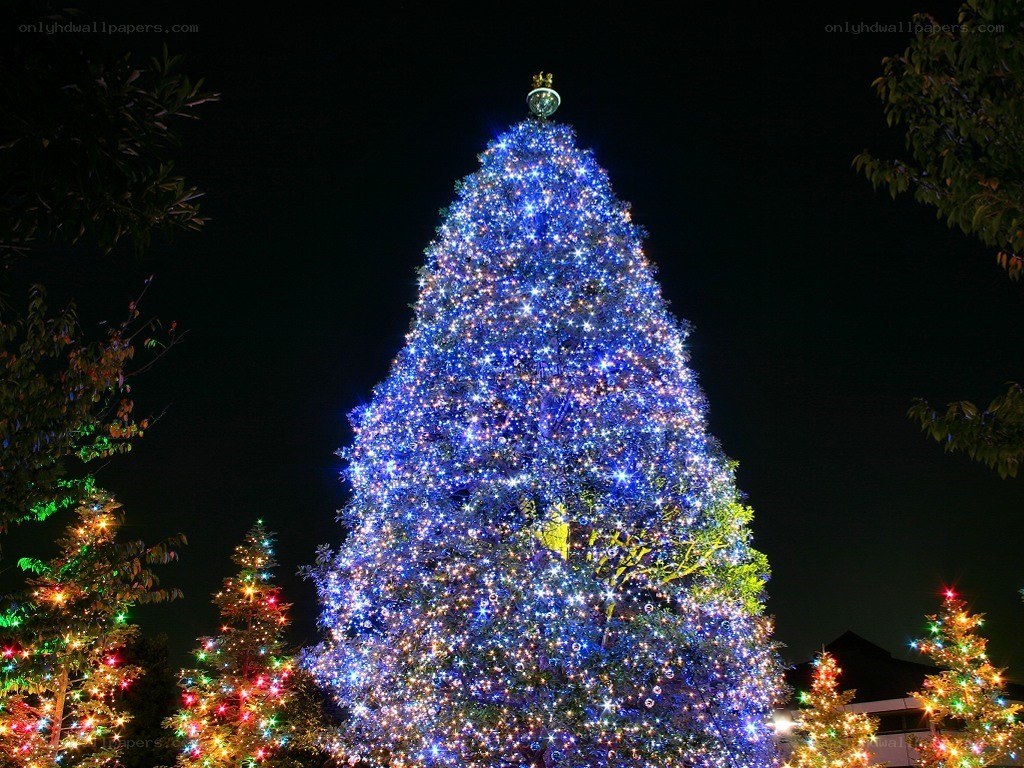 illuminated christmas tree display