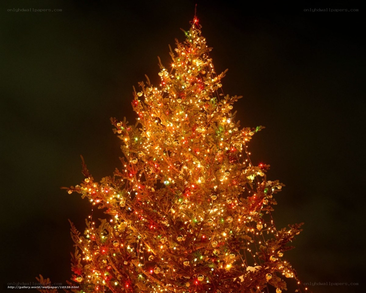 illuminated christmas tree