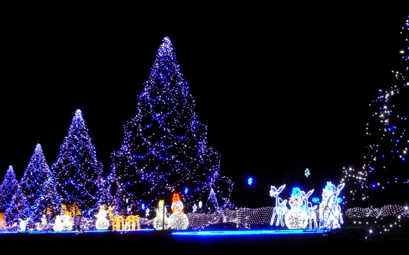Illuminated Christmas Trees — Blue, Festive, Night, Photograph