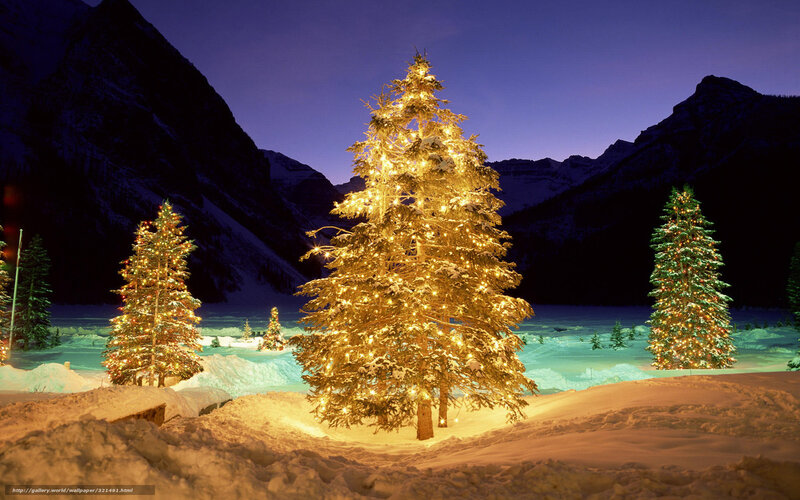Illuminated Christmas Trees — Gold, Serene, Night