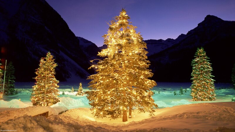 Illuminated Christmas Trees — Gold, Serene