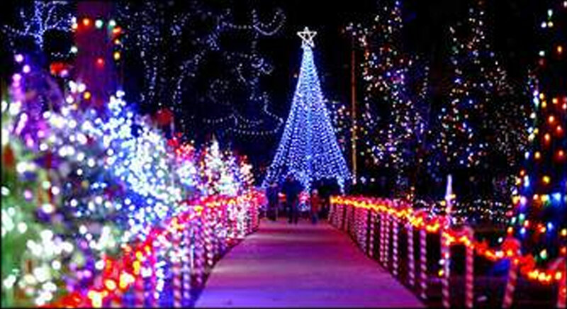 Illuminated Christmas Trees