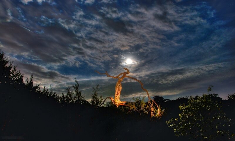 Illuminated Dead Tree