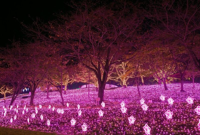 Illuminated Flower Field — Purple