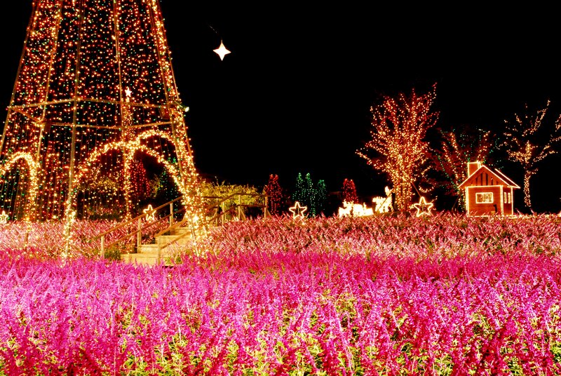 Illuminated Flower Field