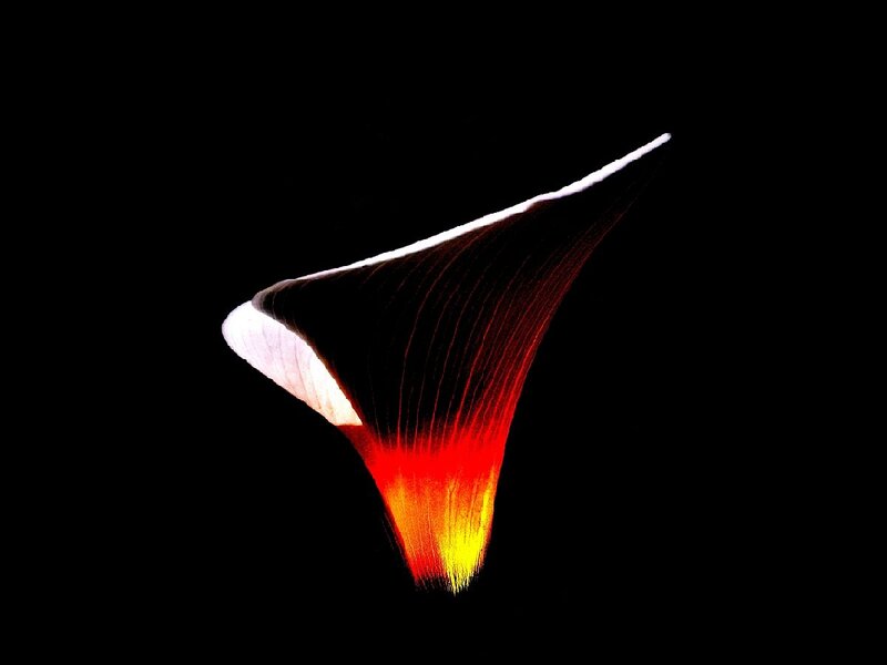 Illuminated Flower Petal