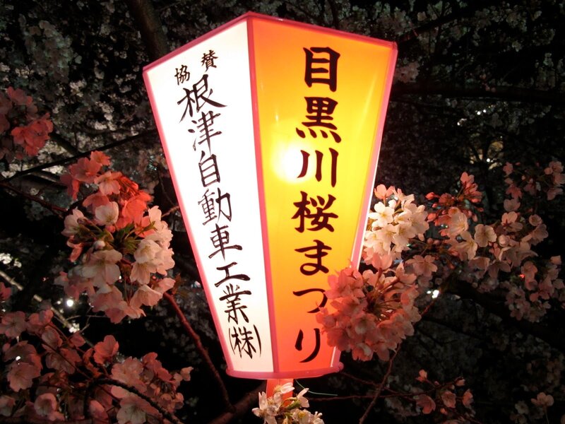 Illuminated Lantern in Cherry Blossoms