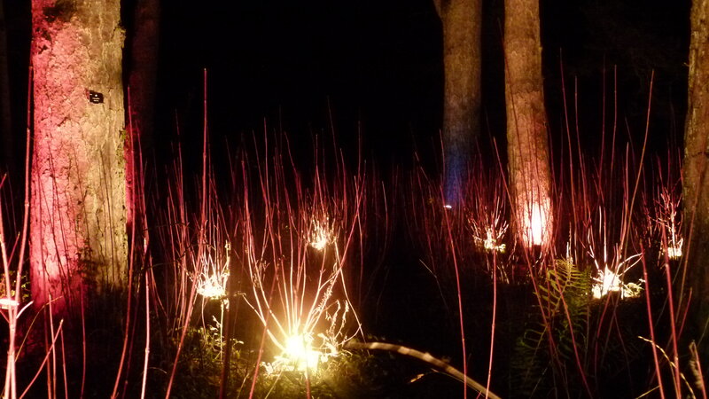 Illuminated Plants in Forest