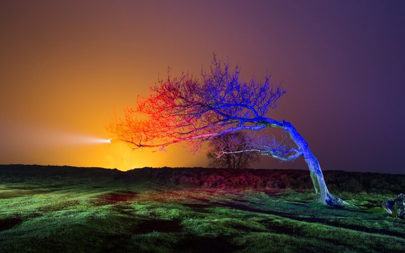 Illuminated Tree at Night — Blue, Dramatic, Photograph, Grass