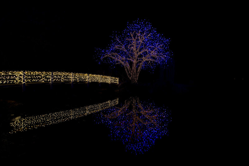 Illuminated Tree at Night — Blue