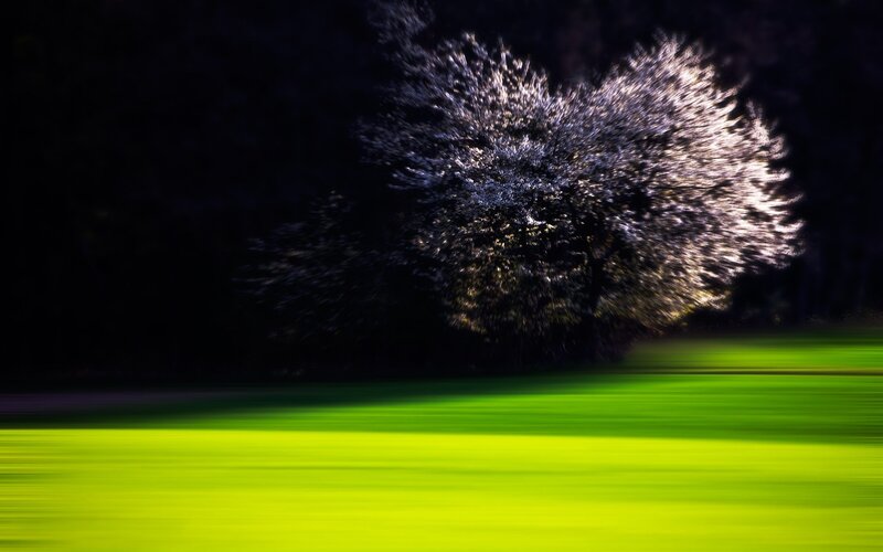 Illuminated Tree at Night — Green
