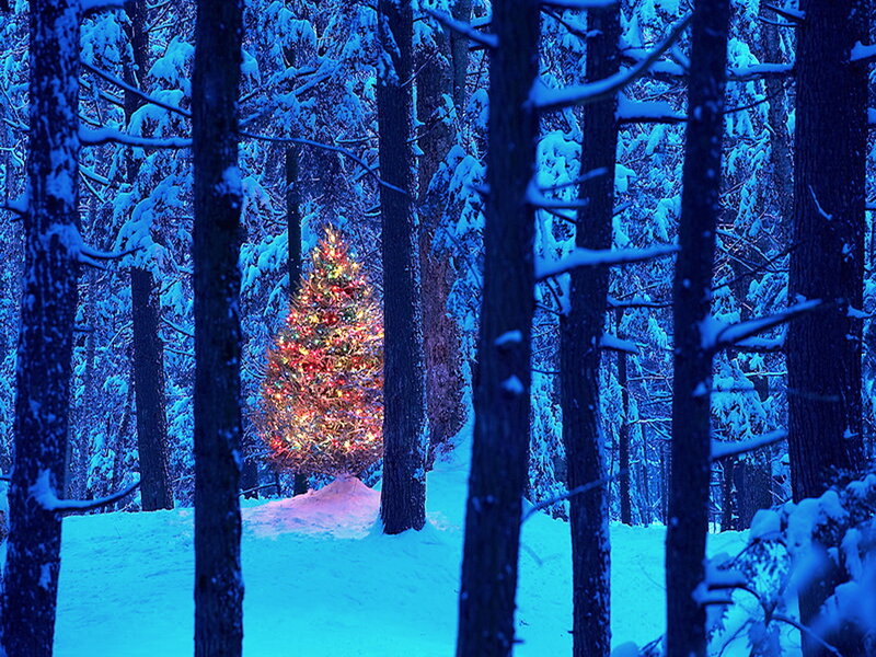 Illuminated Tree in Forest — Blue, Serene, Night, Photograph, Snow
