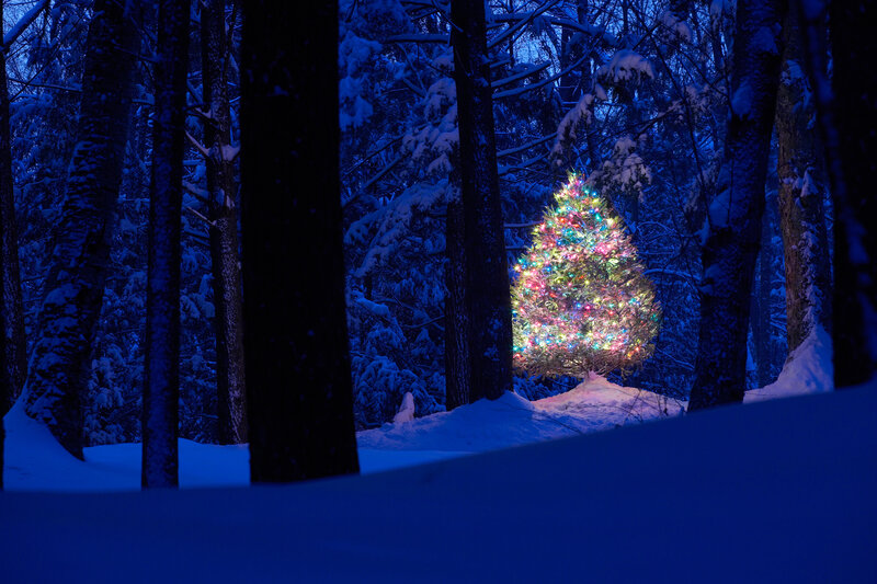 Illuminated Tree in Forest — Blue, Serene, Night, Photograph, Snow, Trees
