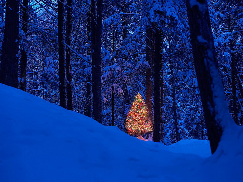 Illuminated Tree in Forest — Blue, Serene, Night, Photograph