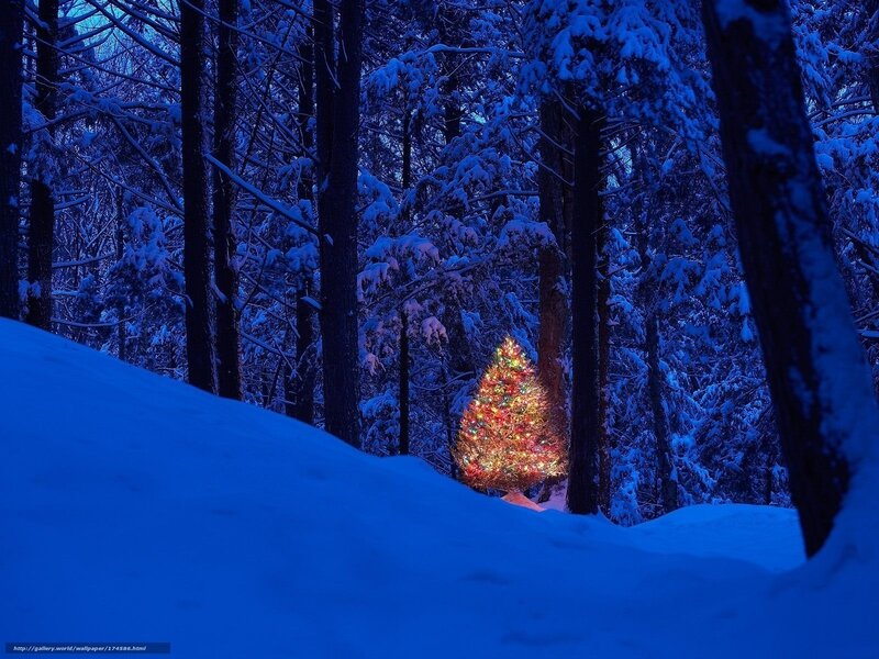 Illuminated Tree in Forest — Blue, Serene, Night