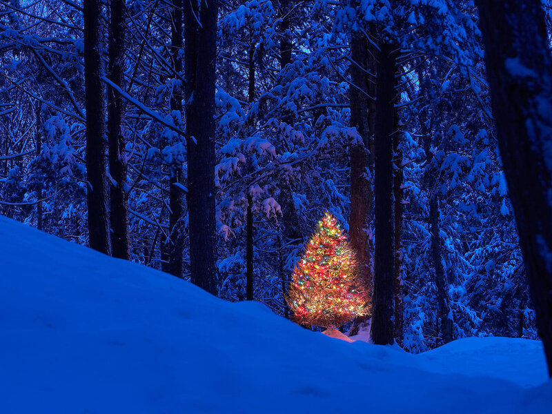 Illuminated Tree in Forest