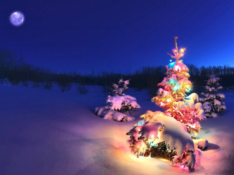 Illuminated Tree in Snow — Blue, Serene, Night, Photograph