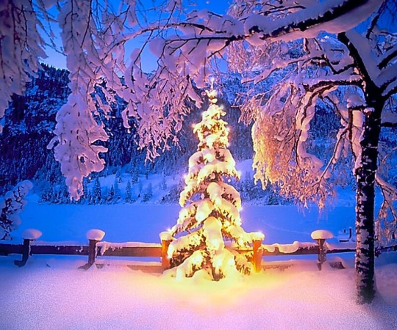 Illuminated Tree in Snow — Blue, Serene, Night, Photograph, Trees