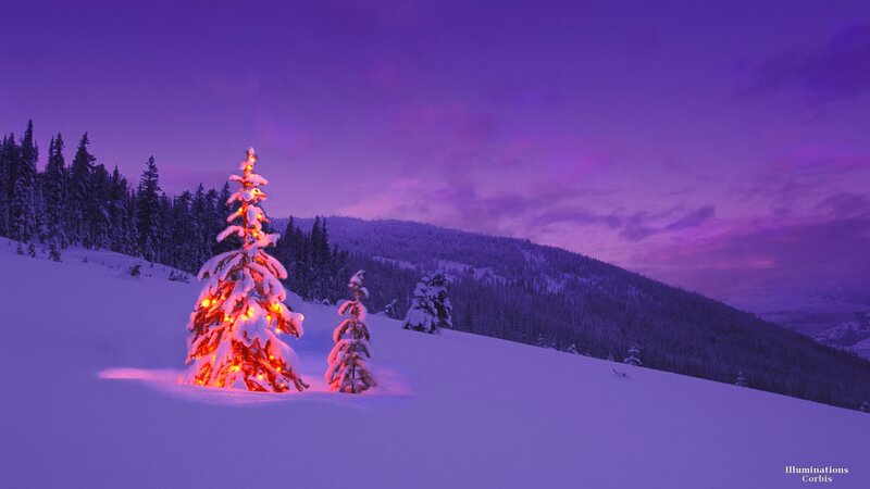 Illuminated Tree in Snow — Purple