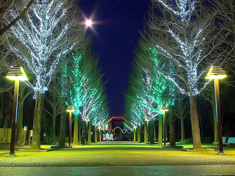 illuminated tree-lined pathway