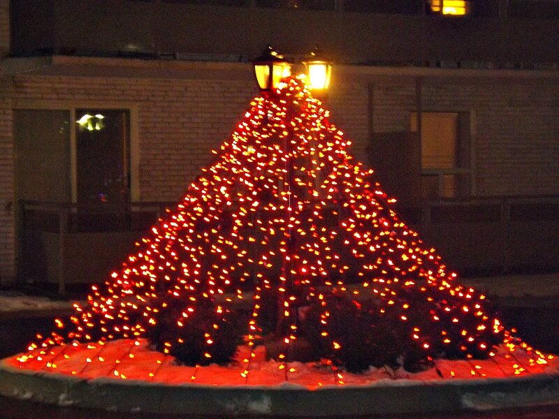 Illuminated Tree Structure