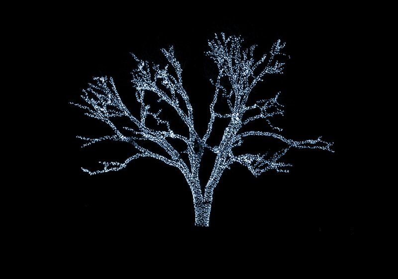 Illuminated Tree