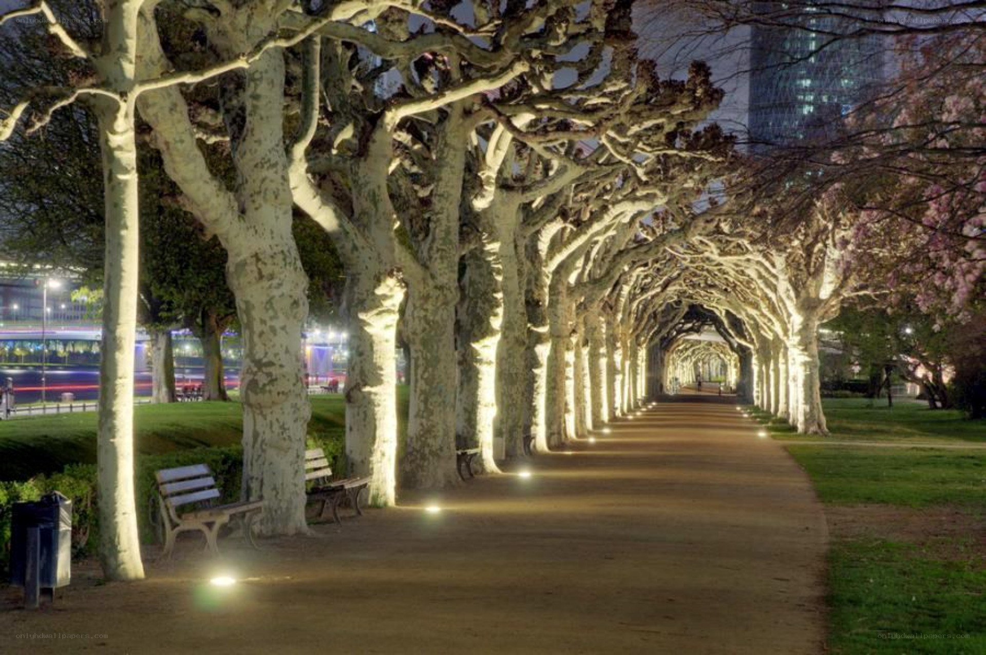 illuminated tree tunnel at night