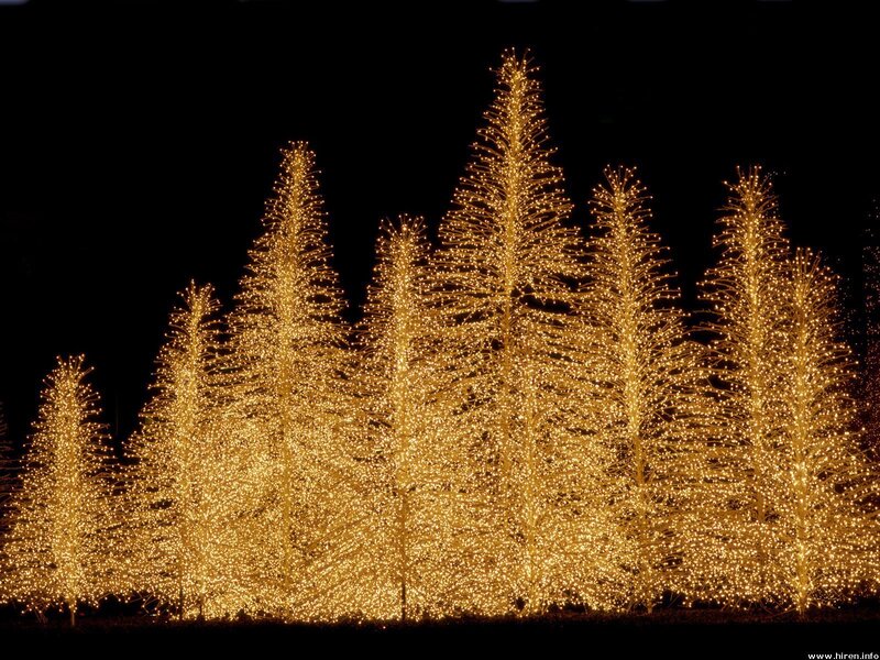 illuminated trees at night