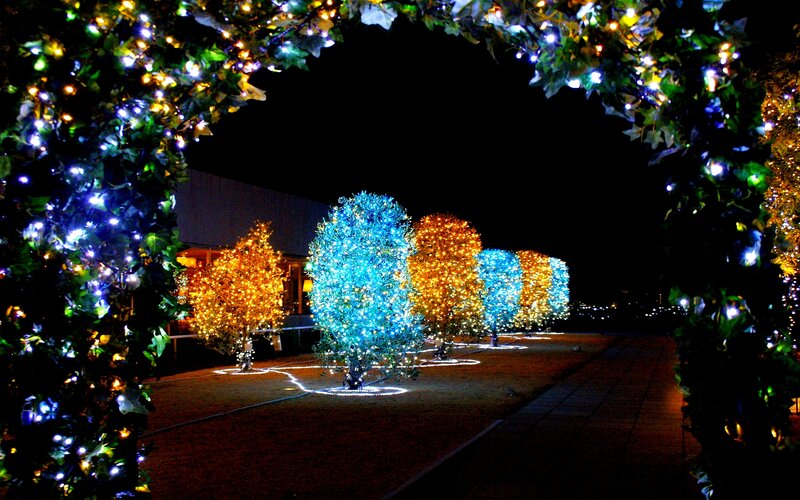 Illuminated Trees at Night — Blue, Festive, Photograph