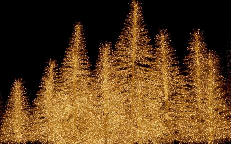 Illuminated Trees at Night — Gold