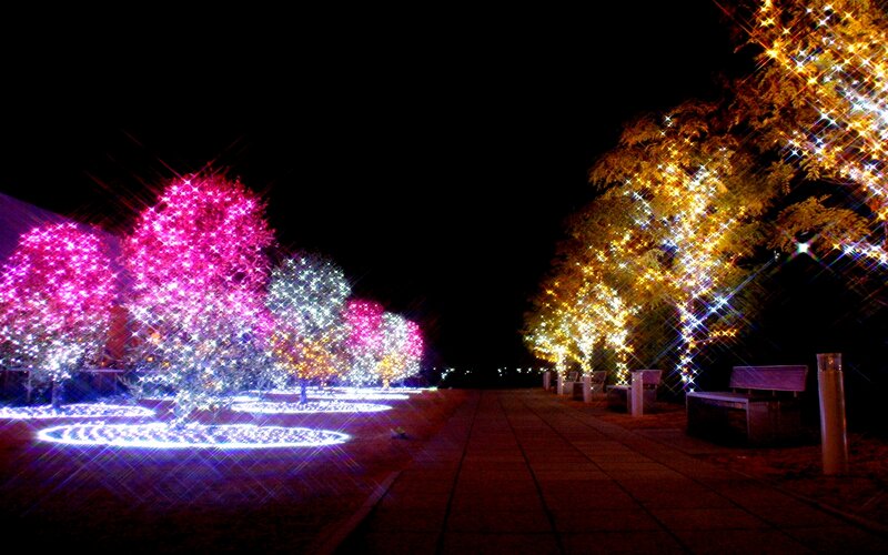 Illuminated Trees at Night — Pink