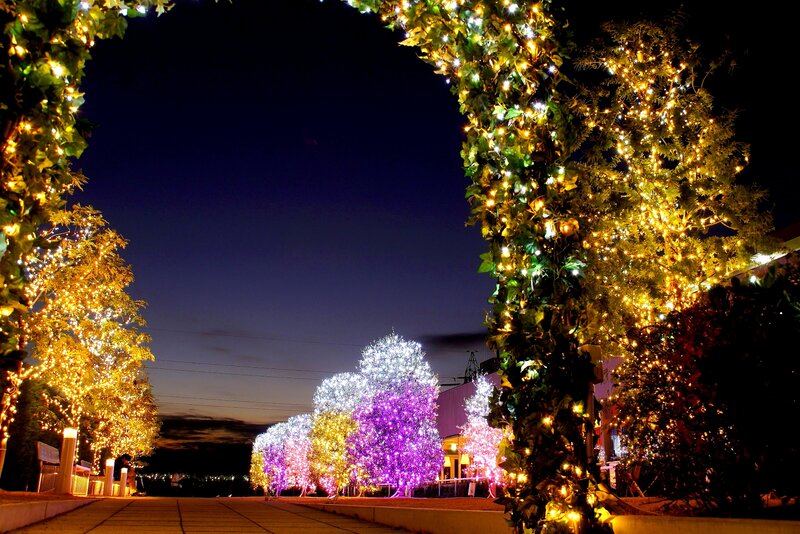 Illuminated Trees at Night — Purple