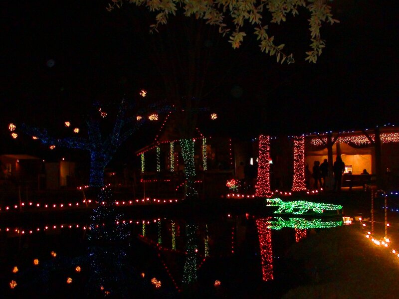 Illuminated Trees at Night — Red, Festive, Photograph