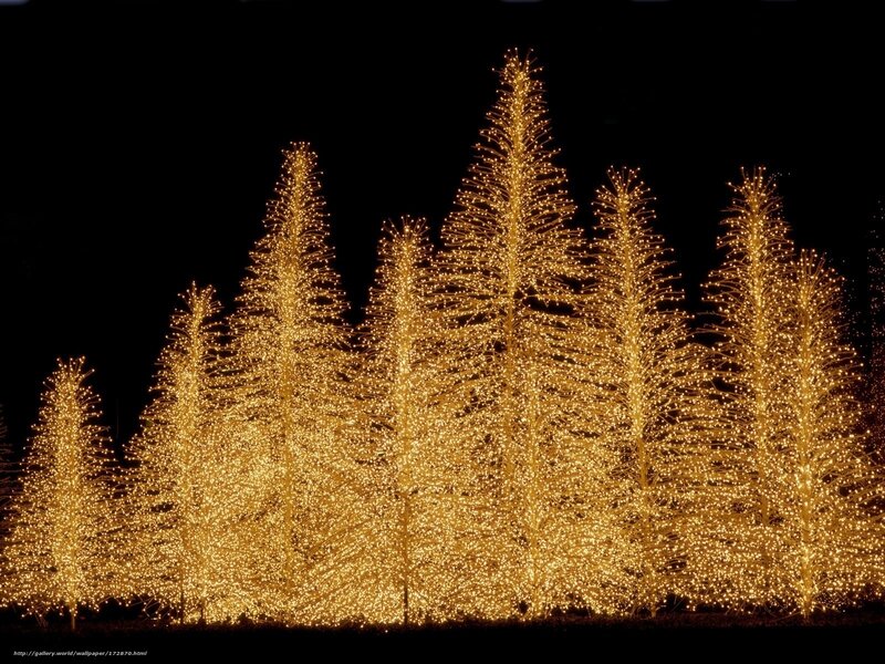 Illuminated trees at night