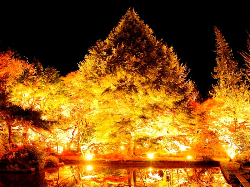 Illuminated Trees at Night — Yellow