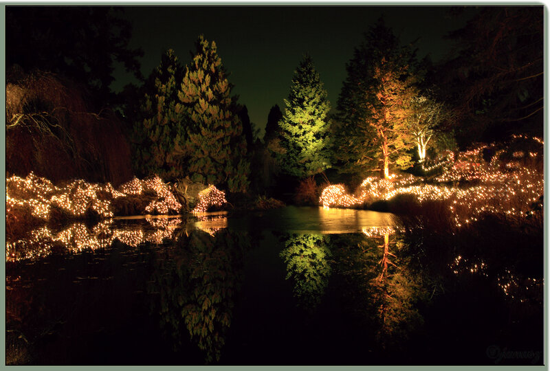 Illuminated Trees by Pond
