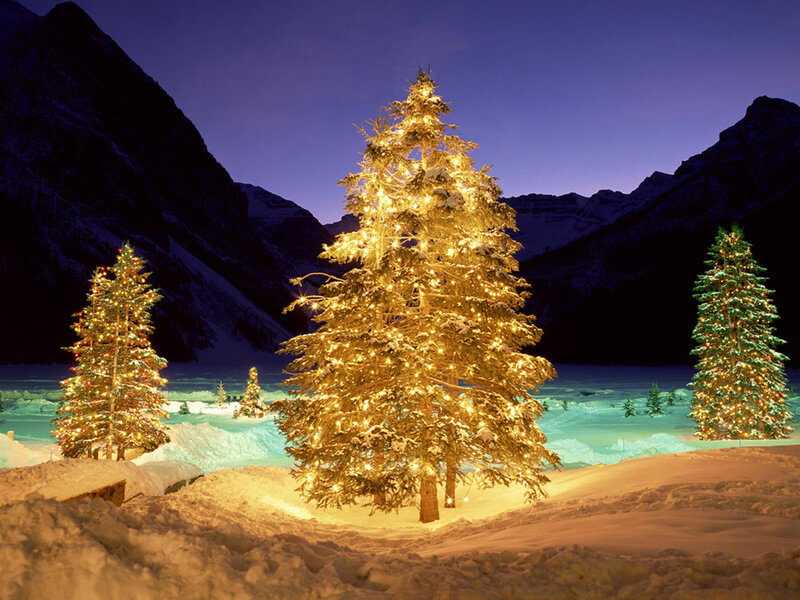 Illuminated Trees in Snow — Gold