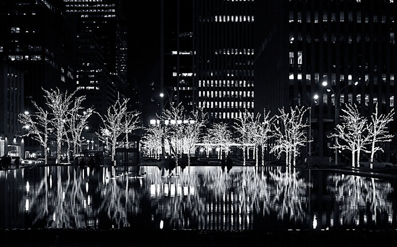 Illuminated Trees in Water — Black