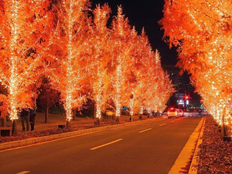 Illuminated Trees on Street