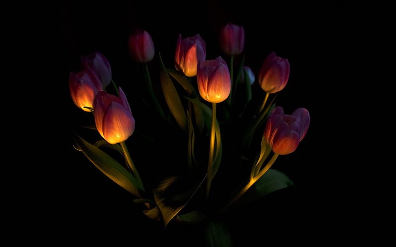 Illuminated Tulips — Purple