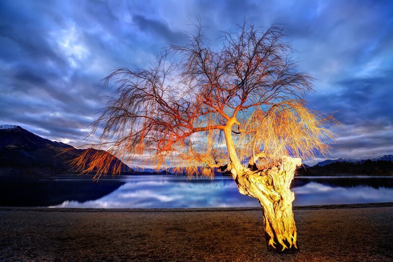 Illuminated Willow Tree