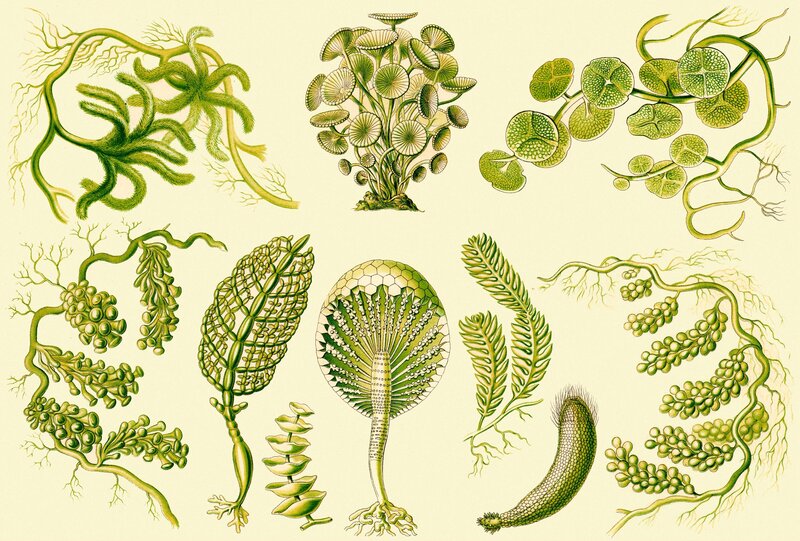 Illustrated aquatic plants