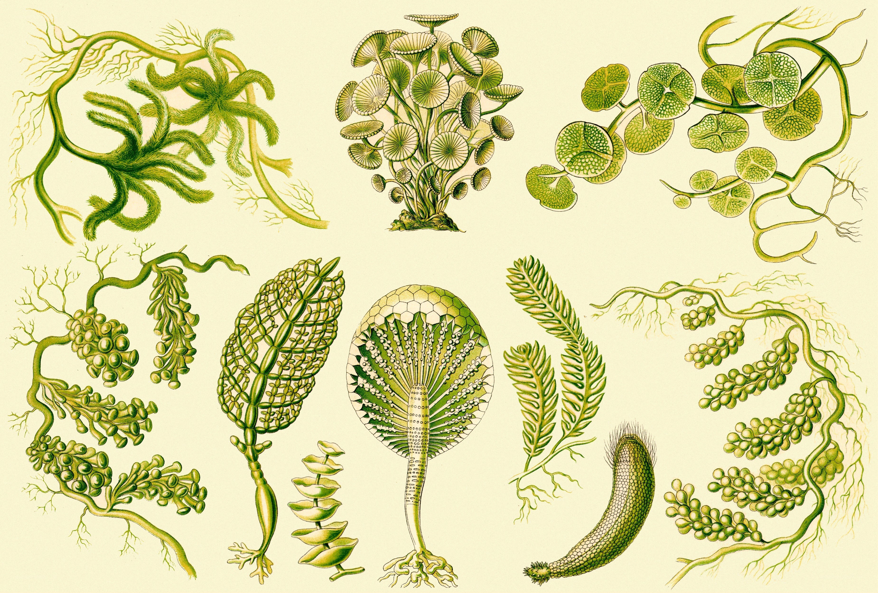 Illustrated aquatic plants