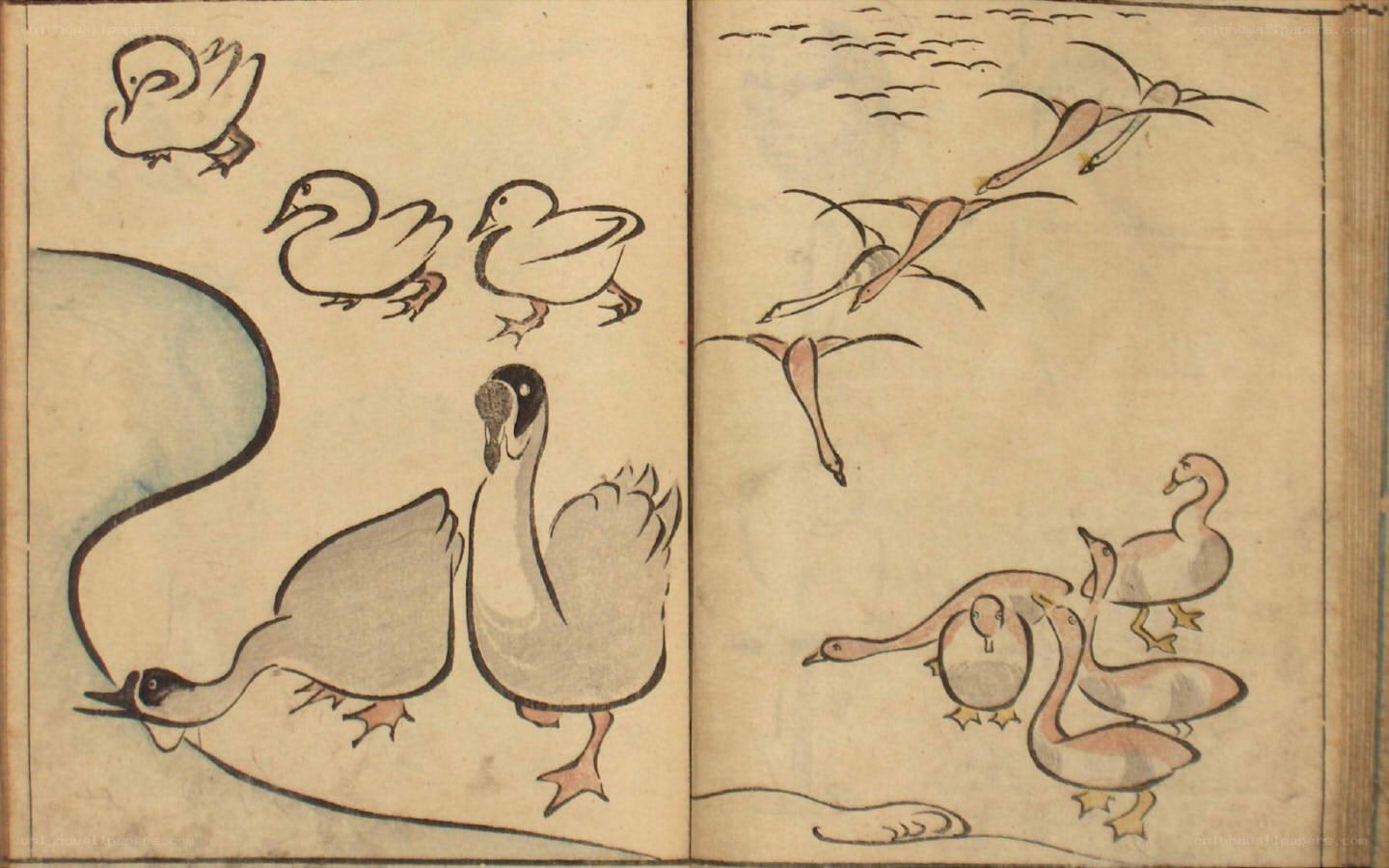 Illustrated birds in a book